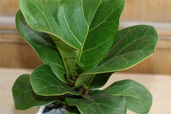 琴叶榕叶子发黑如何办，提高湿度合理浇水