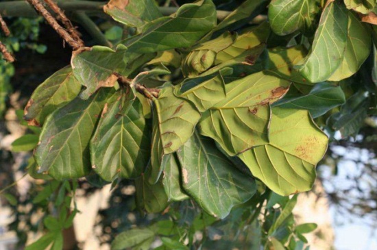 琴叶榕叶子发黑如何办，提高湿度合理浇水