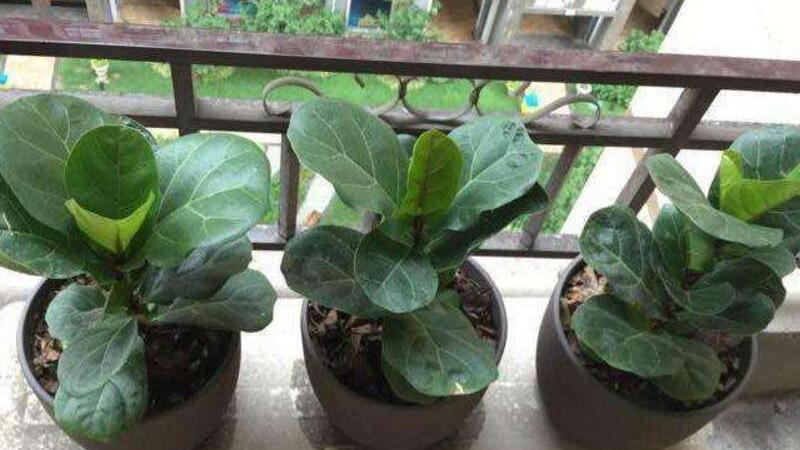 琴叶榕长锈斑如何办