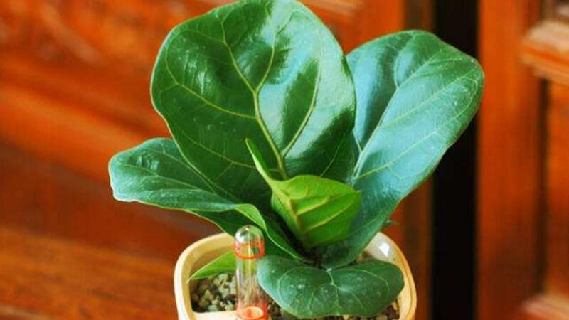 琴叶榕如何施肥