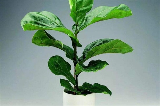 琴叶榕如何施肥