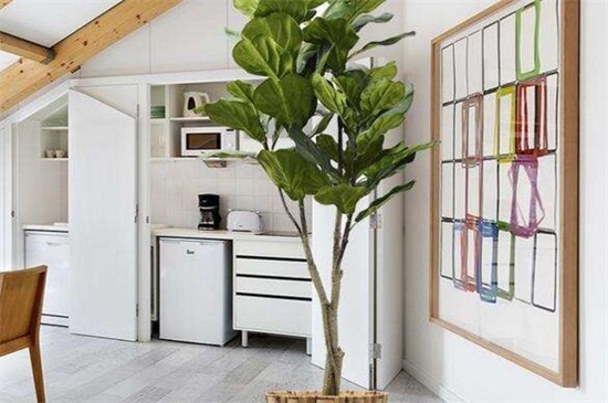 琴叶榕如何施肥