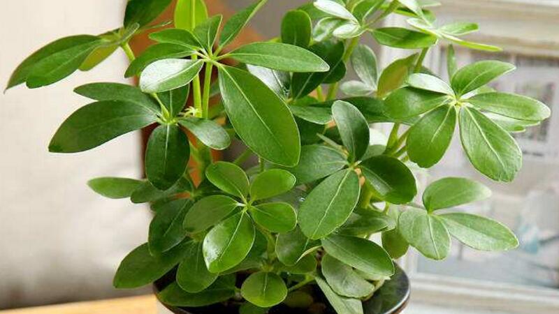 琴叶榕如何浇水