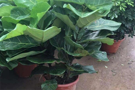 琴叶榕如何浇水