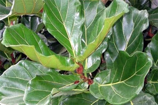 琴叶榕如何浇水