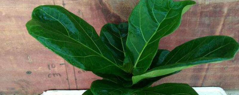 琴叶榕的养殖办法和留意事项