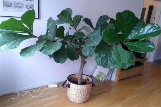 琴叶榕的养殖办法和留意事项