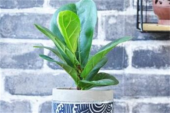 琴叶榕的养殖办法和留意事项