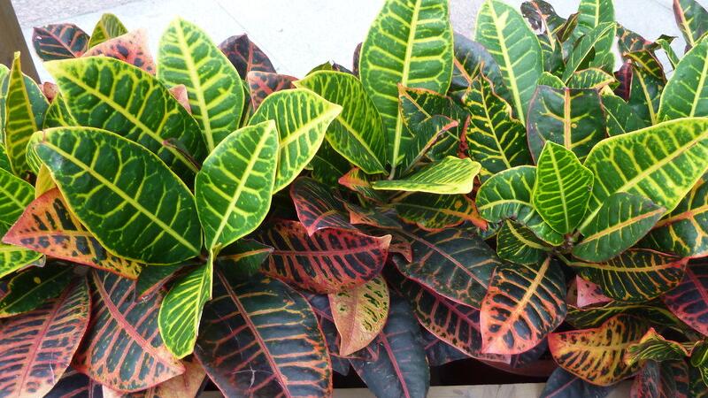 变叶木的养殖办法和留意事项