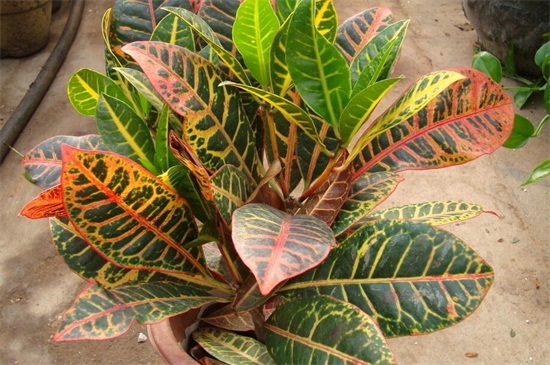 变叶木的养殖办法和留意事项