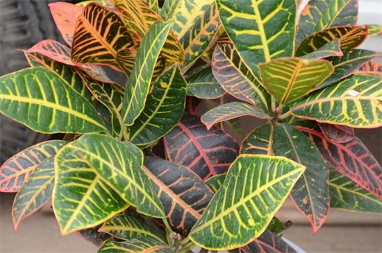 变叶木的养殖办法和留意事项