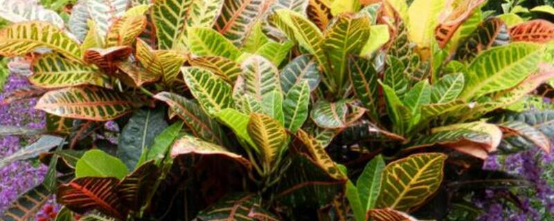 变叶木的养殖办法和留意事项