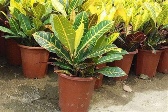 变叶木的养殖办法和留意事项