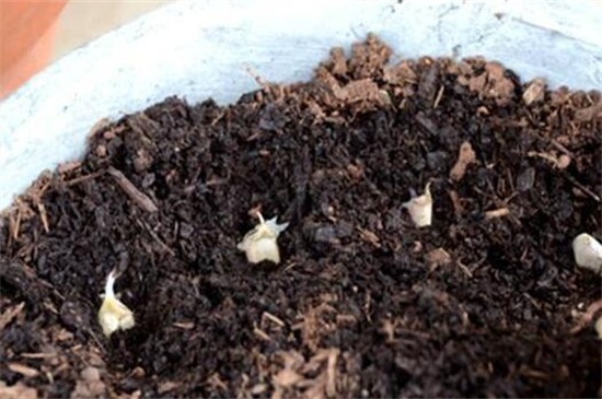 变叶木的养殖办法和留意事项,留意阳光充足掌握浇水频率