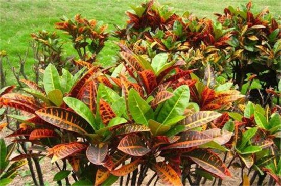 变叶木的养殖办法和留意事项,留意阳光充足掌握浇水频率