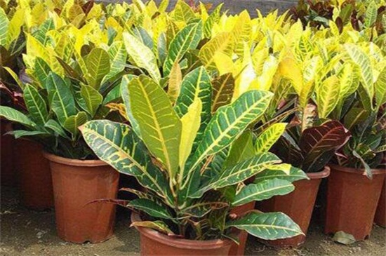 变叶木的养殖办法和留意事项,留意阳光充足掌握浇水频率