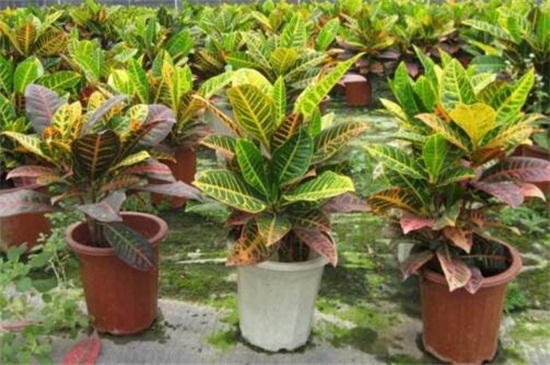 变叶木的养殖办法和留意事项,留意阳光充足掌握浇水频率