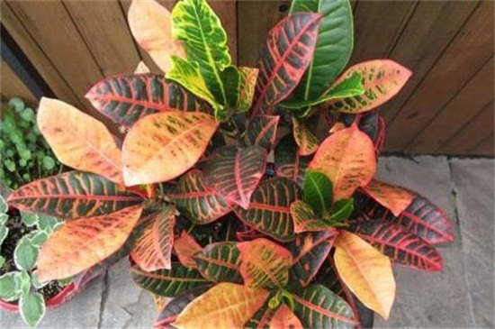 变叶木的养殖办法和留意事项,留意阳光充足掌握浇水频率