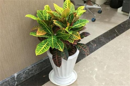 变叶木的养殖办法和留意事项,留意阳光充足掌握浇水频率