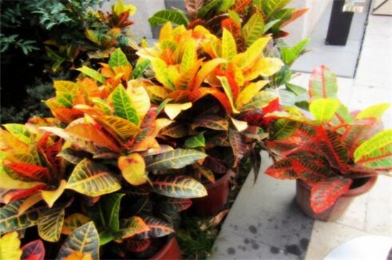 变叶木的养殖办法和留意事项,留意阳光充足掌握浇水频率