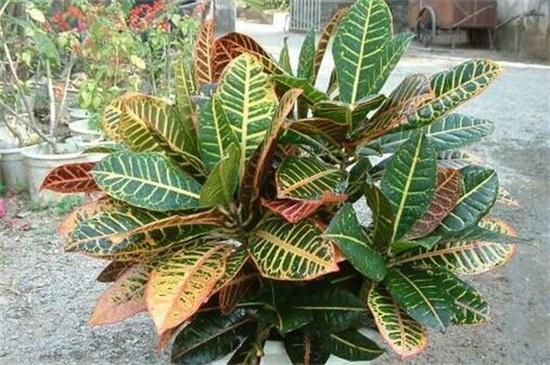 变叶木的养殖办法和留意事项,留意阳光充足掌握浇水频率