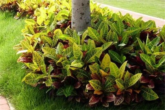 变叶木的养殖办法和留意事项,留意阳光充足掌握浇水频率