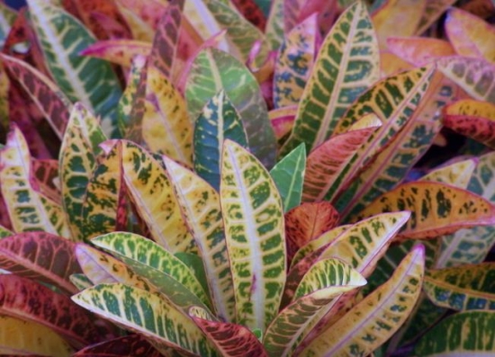 如何科学繁殖变叶木