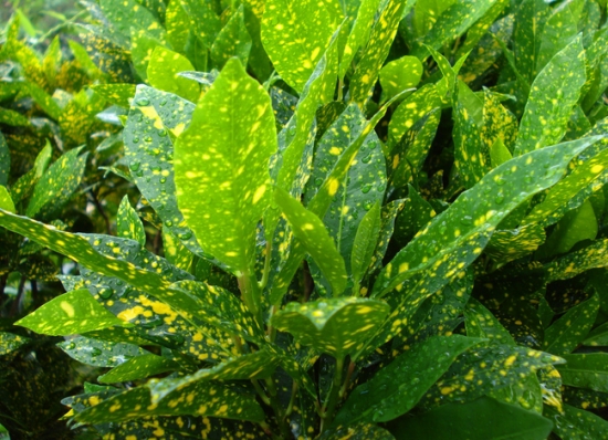 如何让变叶木叶色更艳丽