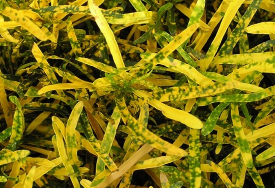 细叶变叶木 变叶木有哪些变化类型