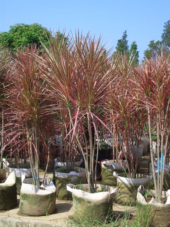 如何栽培管理七彩细叶龙血树