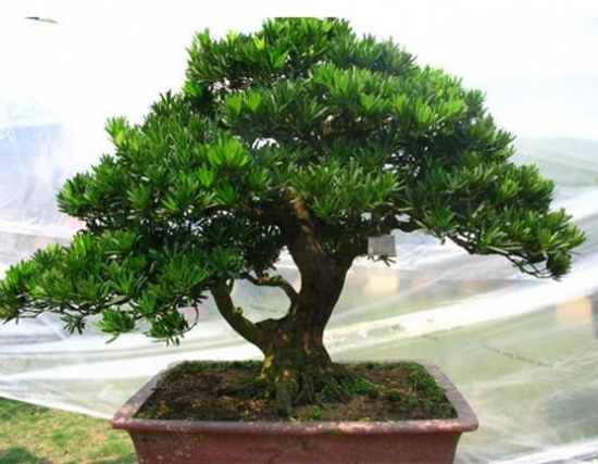 小叶罗汉松的养殖办法：适当遮荫防强光曝晒