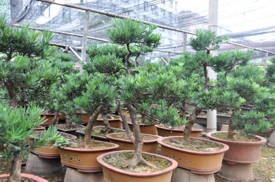 小叶罗汉松的养殖办法：适当遮荫防强光曝晒