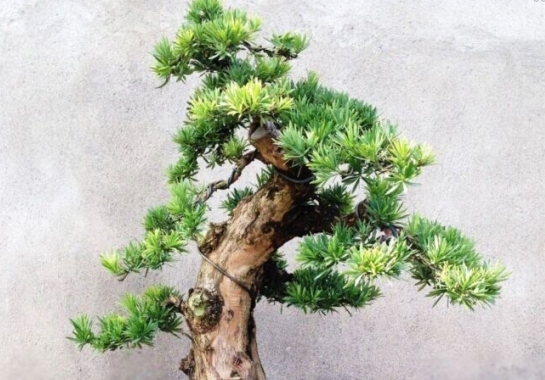 小叶罗汉松的养殖办法：适当遮荫防强光曝晒