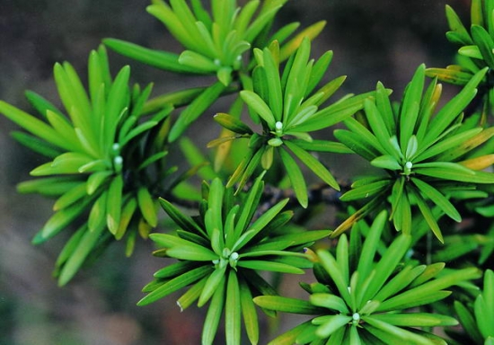 小叶罗汉松冬季为何叶黄枯焦