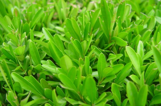 大叶黄杨和小叶黄杨的区别 大叶黄杨和小叶黄杨的区别:从叶片外形很容易区分