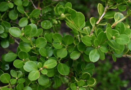 小叶黄杨叶子 大叶黄杨和小叶黄杨的区别:从叶片外形很容易区分