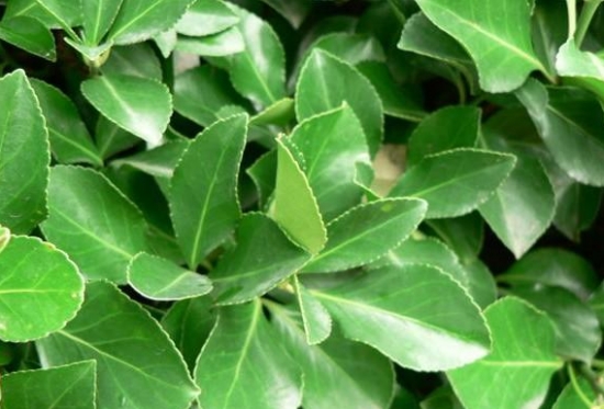 大叶黄杨叶子 大叶黄杨和小叶黄杨的区别:从叶片外形很容易区分