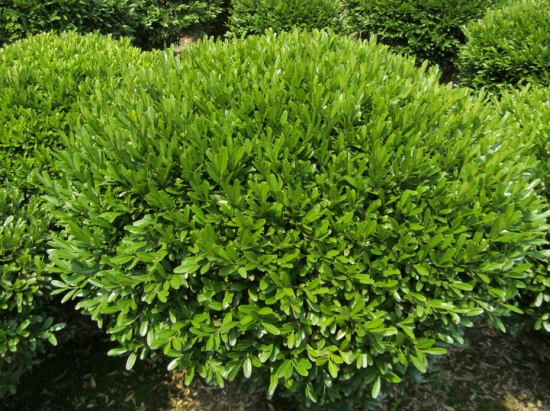 小叶黄杨 大叶黄杨和小叶黄杨的区别:从叶片外形很容易区分