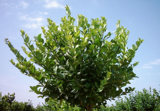 大叶黄杨 大叶黄杨和小叶黄杨的区别:从叶片外形很容易区分