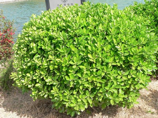 大叶黄杨的价格：根据株高、冠幅、地径的不同而不同