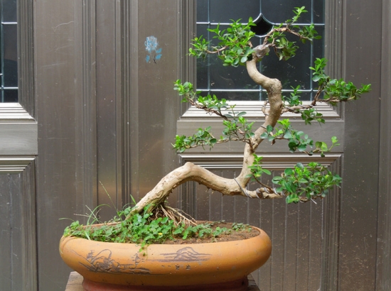 大叶黄杨的价格：根据株高、冠幅、地径的不同而不同