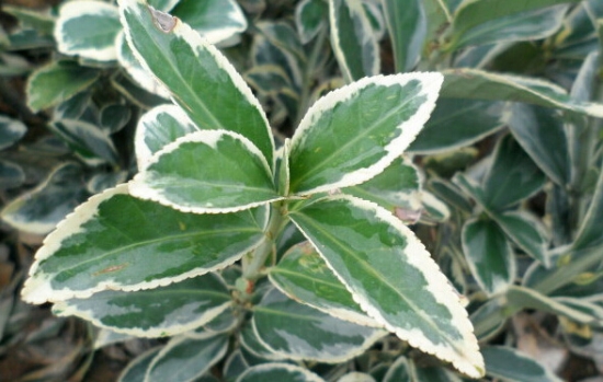 银边黄杨 大叶黄杨有哪些观赏种类