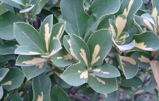 银心黄杨 大叶黄杨有哪些观赏种类