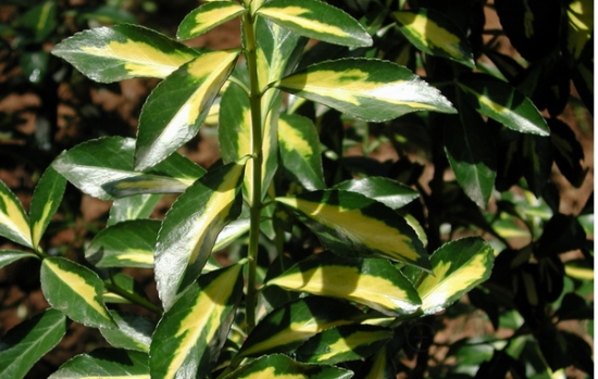 金心黄杨 大叶黄杨有哪些观赏种类