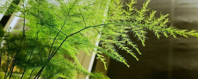 文竹黄叶如何办如何处理