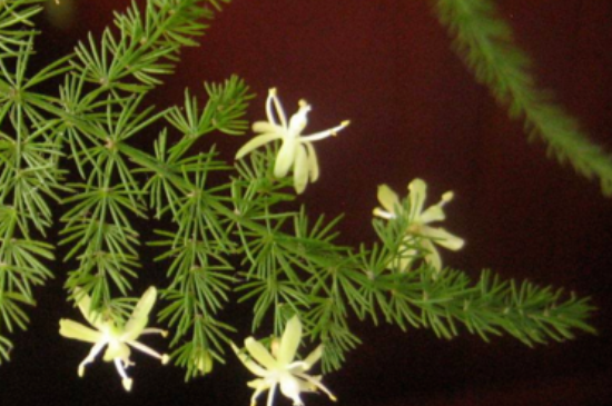 文竹黄叶如何办如何处理