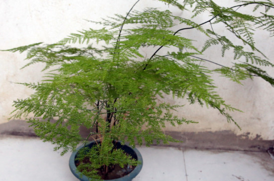 夏季文竹叶尖发黄如何办