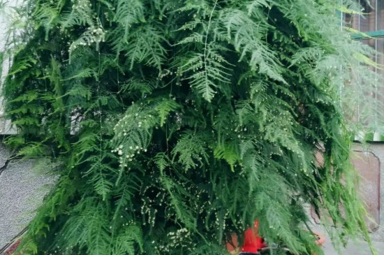 夏季文竹叶尖发黄如何办