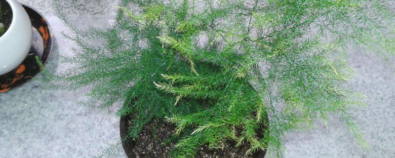 纹竹发黄如何打理