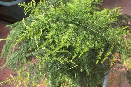 纹竹发黄如何打理